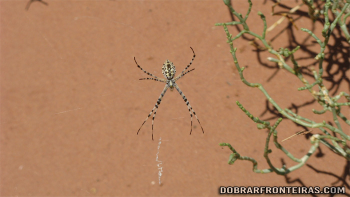 Há vida no deserto de Wadi Rum! Uma aranha