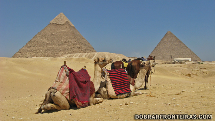 Camelos junto às pirâmides de Gize no Egipto