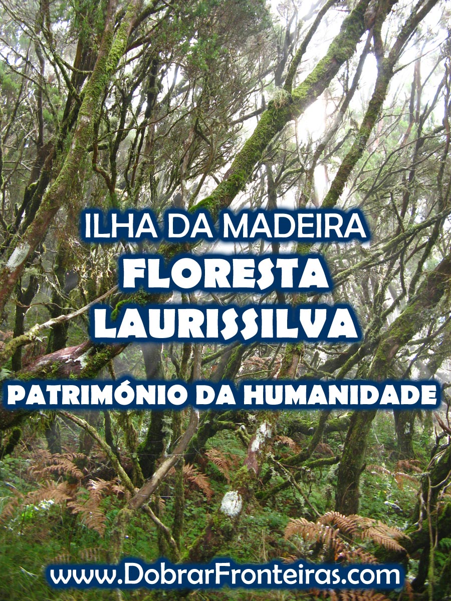 Floresta Laurissilva na Ilha da Madeira