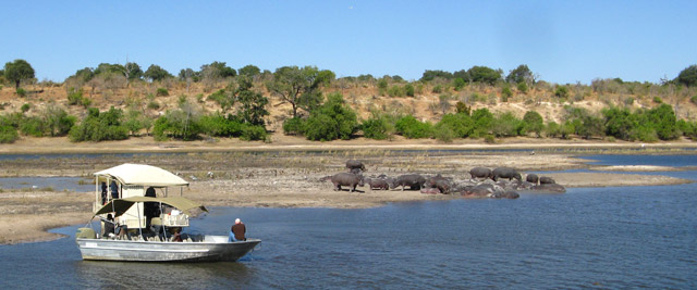 Hipopótamos, Parque de Chobe, Botswana