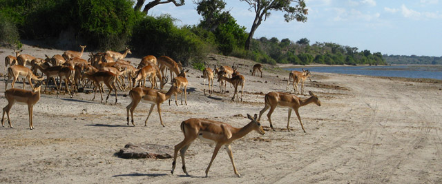 Impalas, Parque de Chobe, Botswana