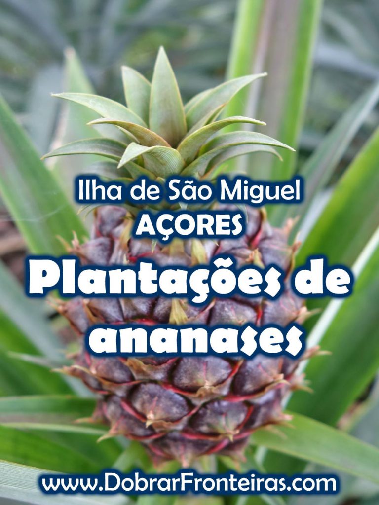 Plantação de ananases na Ilha de São Miguel
