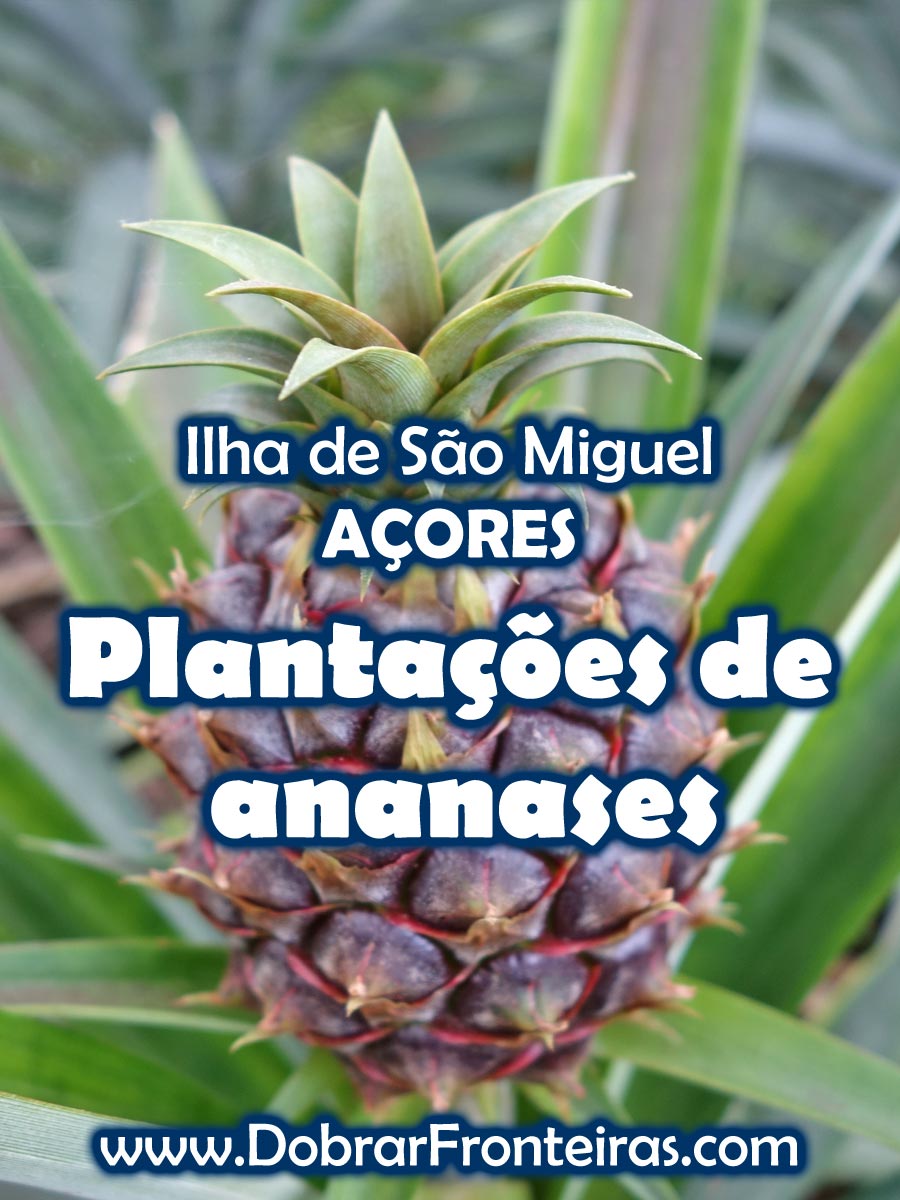 Plantações de ananases nos Açores