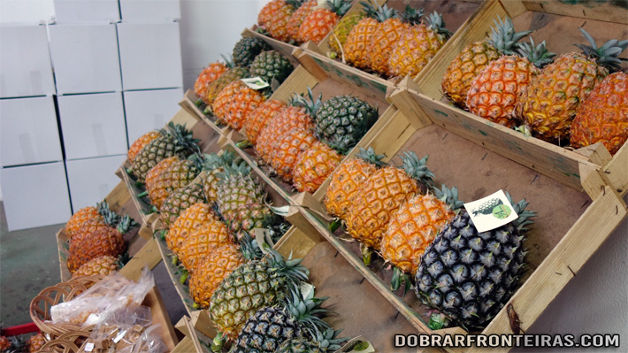 Deliciosos ananases para venda na Quinta das Três Cruzes