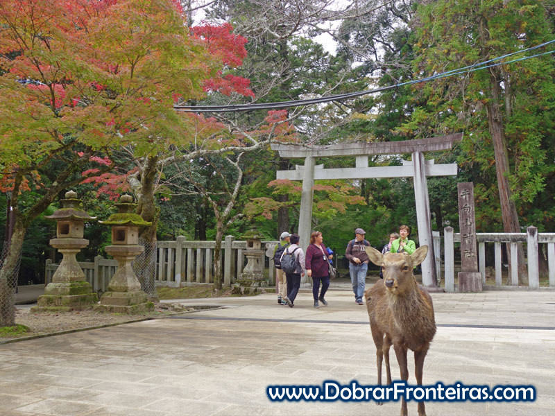 Pequeno cervo no parque de Nara