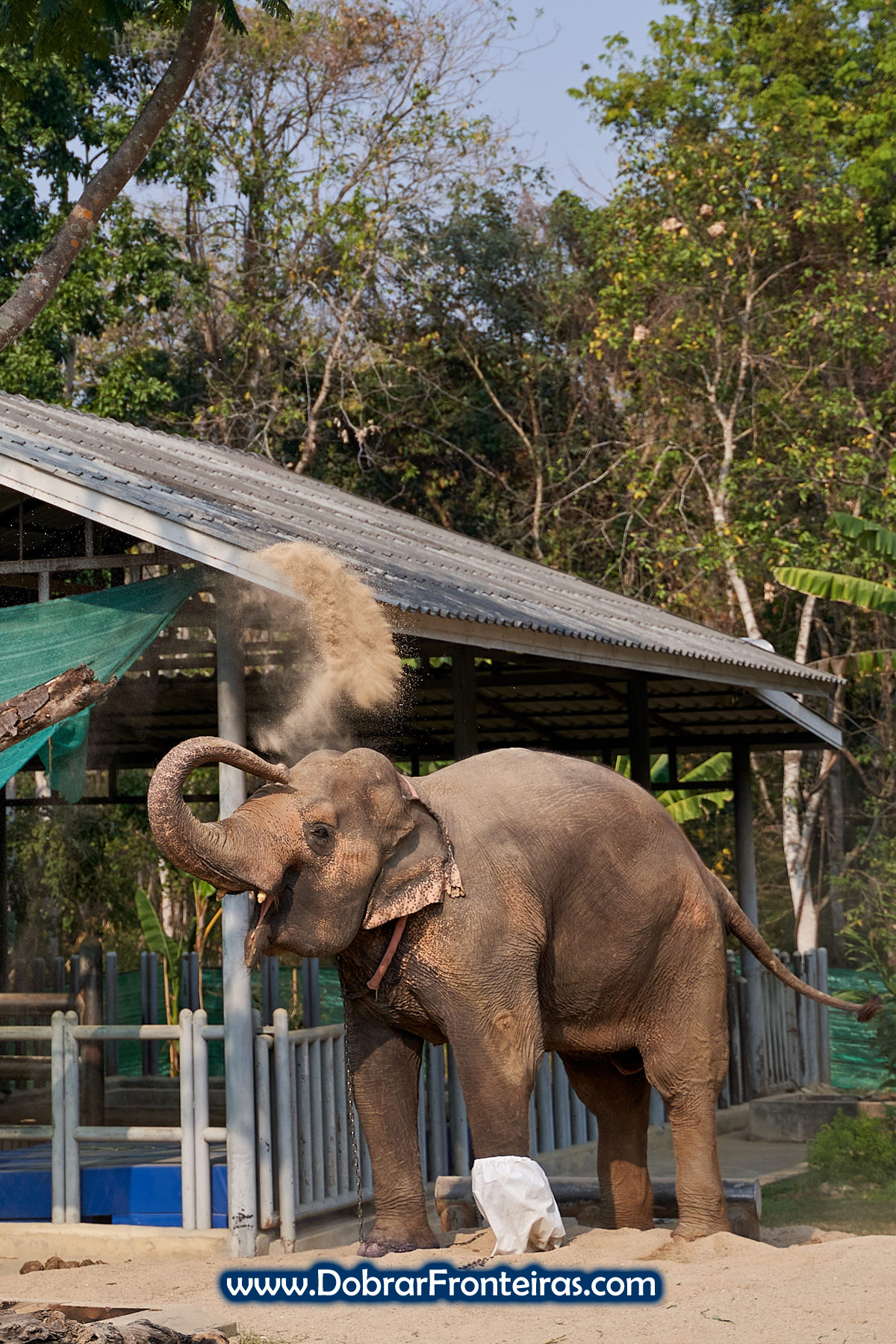 Motala, elefanta com pata dianteira amputada na Tailândia