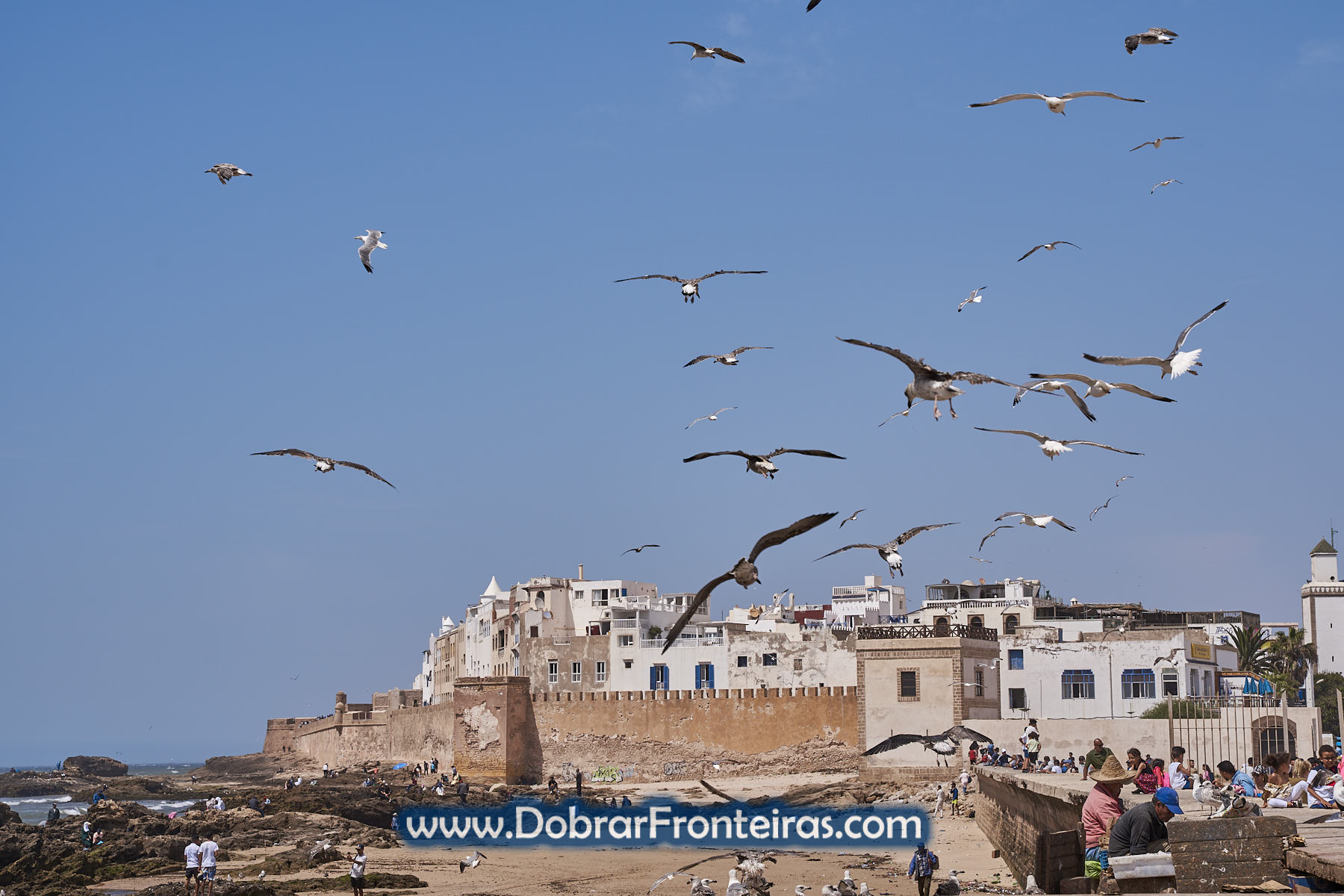 Gaivotas a voar junto a muralha de Essaouira